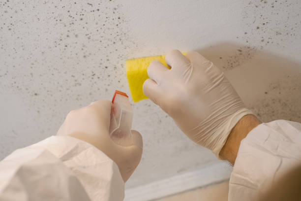 Best Attic Mold Removal  in Santa Venetia, CA