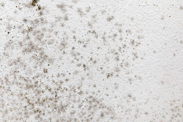 Best HVAC Mold Inspection and Cleaning  in Santa Venetia, CA
